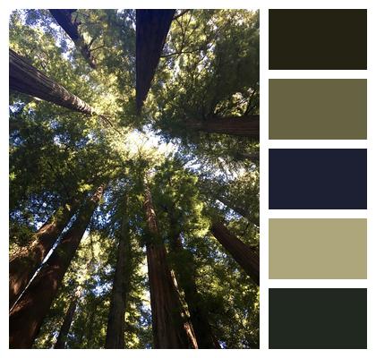 Redwood Trees Tree Canopy Image